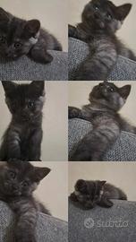 Gattino grigio