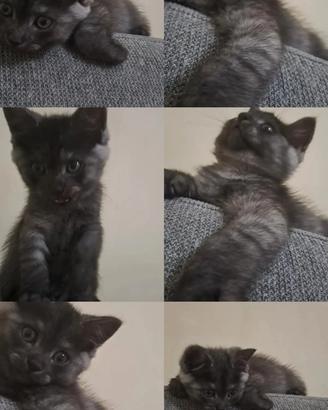 Gattino grigio