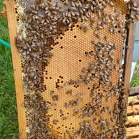 Nuclei d'api biologici