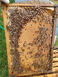 Nuclei d'api biologici