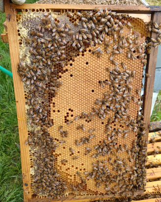 Nuclei d'api biologici