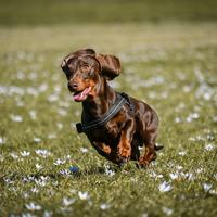 Bassotto cioccolato per monta