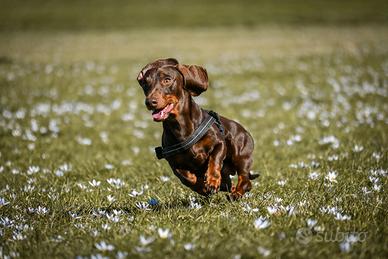 Bassotto cioccolato per monta