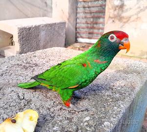 Pappagallo domestico