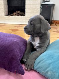 Ultima disponibile stupenda cucciola di cane corso