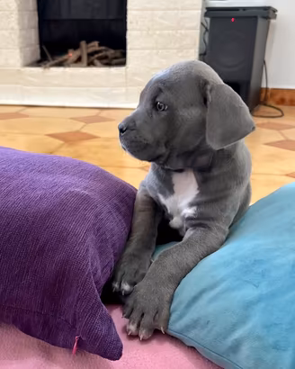 Ultima disponibile stupenda cucciola di cane corso