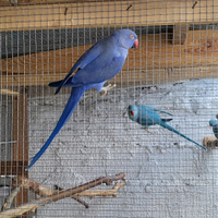 BARATTO parrocchetto dal collare