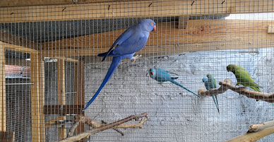 BARATTO parrocchetto dal collare