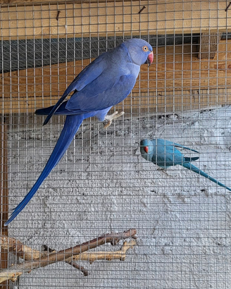 BARATTO parrocchetto dal collare