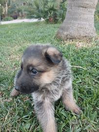 Cuccioli pastore tedesco