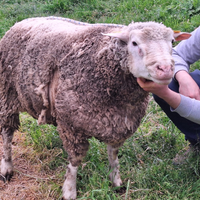 Riproduttore IL De France
