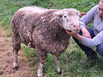 Riproduttore IL De France