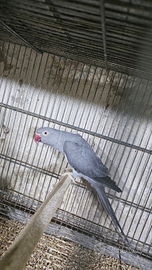 Parrocchetto dal collare