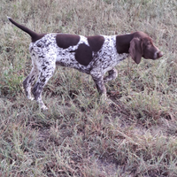 Kurzhaar cuccioli bracco tedesco cucciolo