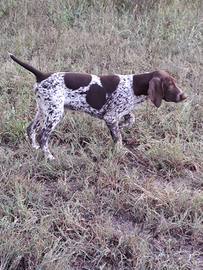 Kurzhaar cuccioli bracco tedesco cucciolo