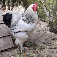 Gallo BRAMHA