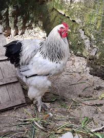 Gallo BRAMHA