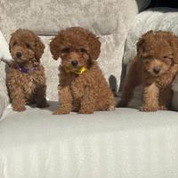 Cuccioli barboncini toy