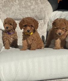 Cuccioli barboncini toy