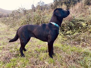 Labrador da lavoro