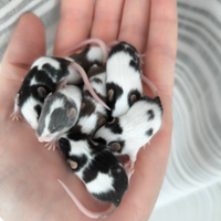 Topolini Fancy mix color