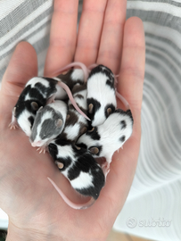 Topolini Fancy mix color