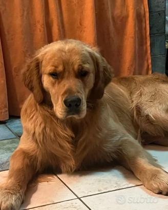 Cuccioli di golden Retriever con pedigree