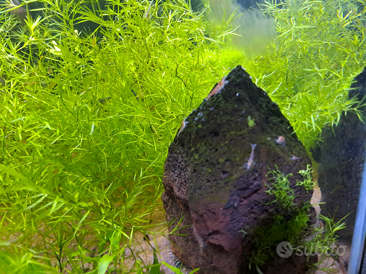 Acquario - Regalo e vendita animali in Sardegna 