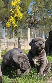 Cuccioli cane corso