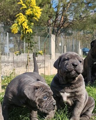 Cuccioli cane corso