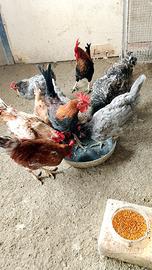 Galli Nani siciliani