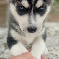 Cuccioli di siberian husky