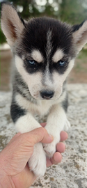 Cuccioli di siberian husky