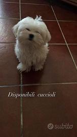 Unico maschietto di maltese