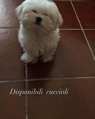 Unico maschietto di maltese