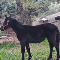 Cavalla/puledra S.fratellana