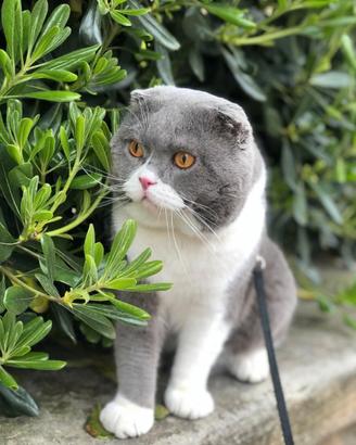 Incontro con Gatta in Salute per accoppiamento