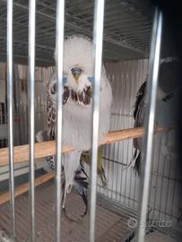 Cocorite inglesi selezionati