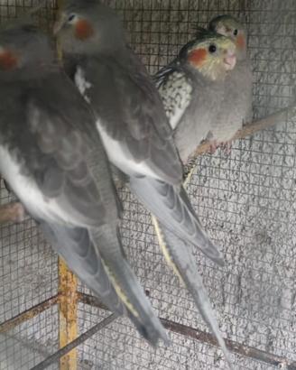 Calopsiti giovani