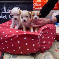 Chihuahua mini toy cucciolata