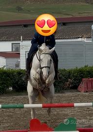Cavallo