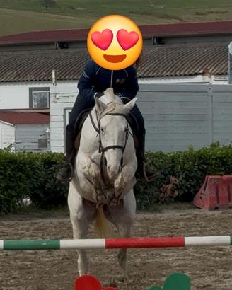 Cavallo