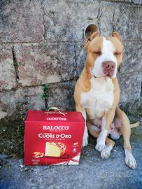 Cucciolo di pit maschio