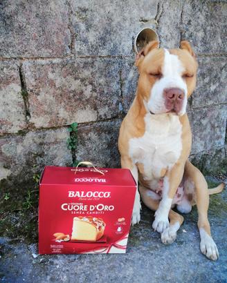 Cucciolo di pit maschio
