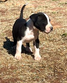 Cucciolo Bandog