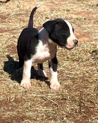 Cucciolo Bandog