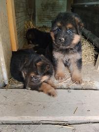 Cuccioli Pastore Tedesco