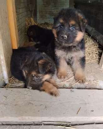 Cuccioli Pastore Tedesco