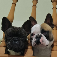 Bulldog francese