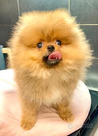 Pomerania Spitz Toy nano